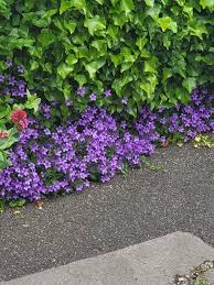 Image result for Aubrieta hybrida (cultorum)