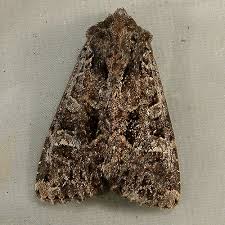 Attēlu rezultāti vaicājumam “Apamea remissa”