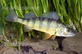 Image result for Perca flavescens