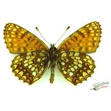 Attēlu rezultāti vaicājumam “Melitaea diamina”