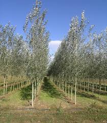 Attēlu rezultāti vaicājumam “Populus alba”