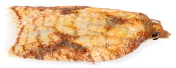 Attēlu rezultāti vaicājumam “Acleris aspersana”