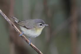 Image result for Vireo philadelphicus