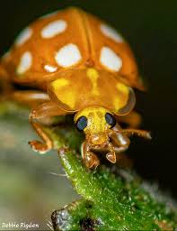 Attēlu rezultāti vaicājumam “Halyzia sedecimguttata”