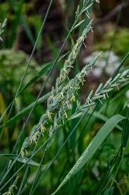 Attēlu rezultāti vaicājumam “Elytrigia repens flower”