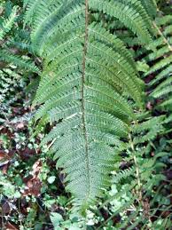 Attēlu rezultāti vaicājumam “Dryopteris affinis”