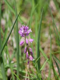 Attēlu rezultāti vaicājumam “Polygala comosa”