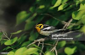 Image result for Dendroica fusca