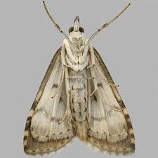 Attēlu rezultāti vaicājumam “Udea olivalis”