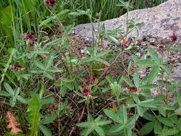 Attēlu rezultāti vaicājumam “Comarum palustre”