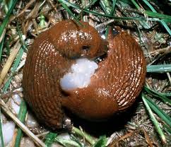 Attēlu rezultāti vaicājumam “Arion lusitanicus adult”