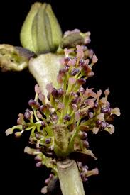 Attēlu rezultāti vaicājumam “Fraxinus excelsior flower”