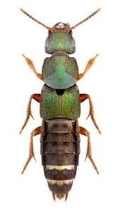 Attēlu rezultāti vaicājumam “Platydracus fulvipes”