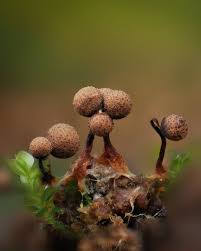 Attēlu rezultāti vaicājumam “Cribraria sp.”