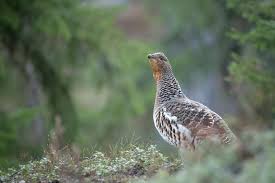 Attēlu rezultāti vaicājumam “Tetrao urogallus female”