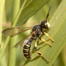 Attēlu rezultāti vaicājumam “Cerceris arenaria”