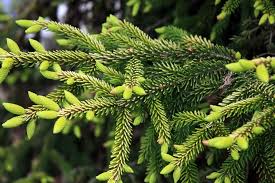Attēlu rezultāti vaicājumam “Picea orientalis”