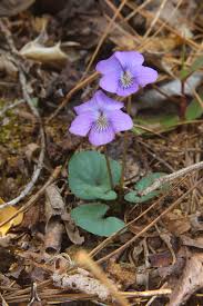 Attēlu rezultāti vaicājumam “Viola uliginosa bud”