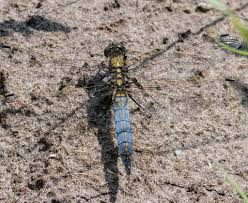 Attēlu rezultāti vaicājumam “Orthetrum cancellatum male”
