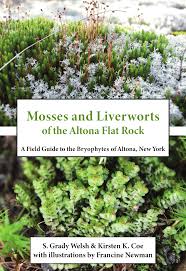 Attēlu rezultāti vaicājumam “Pylaisia polyantha sporophyte”