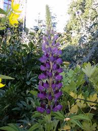 Image result for Lupinen