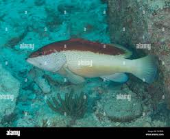 Image result for Cephalopholis fulva