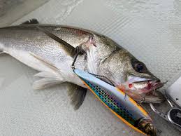 Image result for 全員28号CP