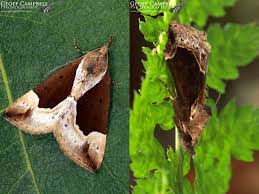 Attēlu rezultāti vaicājumam “Hypena crassalis”