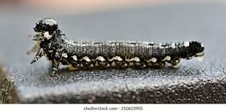 Attēlu rezultāti vaicājumam “Acantholyda erythrocephala”