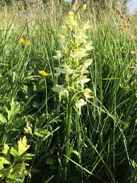 Attēlu rezultāti vaicājumam “Platanthera chlorantha flower”