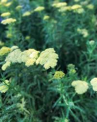 Attēlu rezultāti vaicājumam “Achillea millefolium leaf”