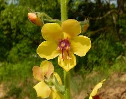 Attēlu rezultāti vaicājumam “Verbascum blattaria flower”
