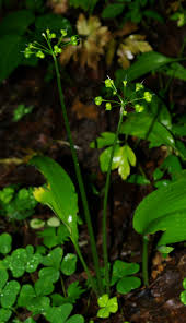 Attēlu rezultāti vaicājumam “Allium ursinum fruit”