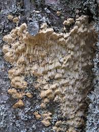 Attēlu rezultāti vaicājumam “Antrodia”