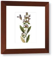 Image result for Salvia officinalis