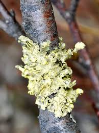 Attēlu rezultāti vaicājumam “Vulpicida pinastri”