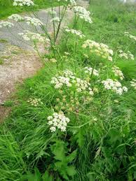 Image result for Heracleum sphondylium
