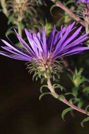 Attēlu rezultāti vaicājumam “Symphyotrichum novae-angliae flower”