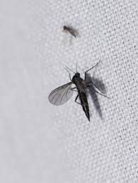 Attēlu rezultāti vaicājumam “Sciaridae”