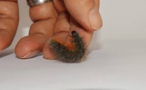 Attēlu rezultāti vaicājumam “Arctia caja larva”