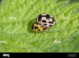 Attēlu rezultāti vaicājumam “Propylea quatuordecimpunctata”