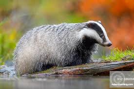 Attēlu rezultāti vaicājumam “Meles meles”