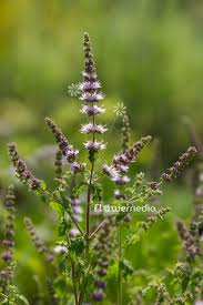 Attēlu rezultāti vaicājumam “Mentha spicata flower”