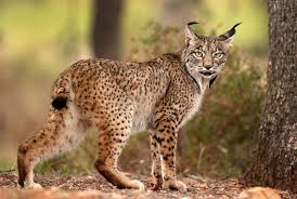 Afbeeldingsresultaat voor lynx