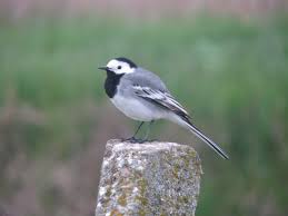 Attēlu rezultāti vaicājumam “Motacilla alba”