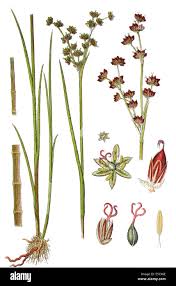 Attēlu rezultāti vaicājumam “Juncus articulatus”