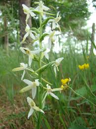 Attēlu rezultāti vaicājumam “Platanthera bifolia”