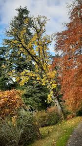 Attēlu rezultāti vaicājumam “Kalopanax septemlobus”