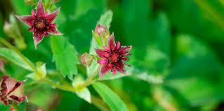 Attēlu rezultāti vaicājumam “Comarum palustre leaf”