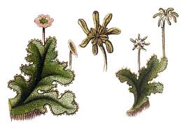 Attēlu rezultāti vaicājumam “Marchantia polymorpha”
